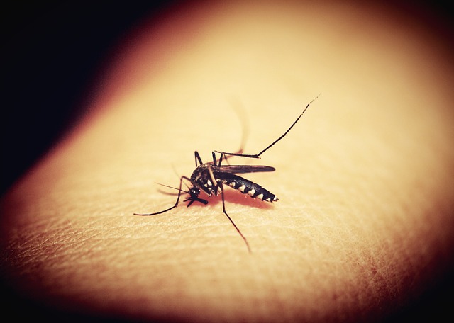 přisátý komár